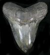 Killer Fossil Megalodon Tooth - Nice Serrations #23671-1